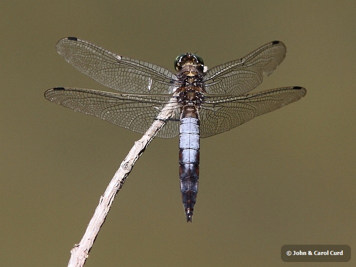 IMG_0973 Orthetrum cancellatum male.JPG